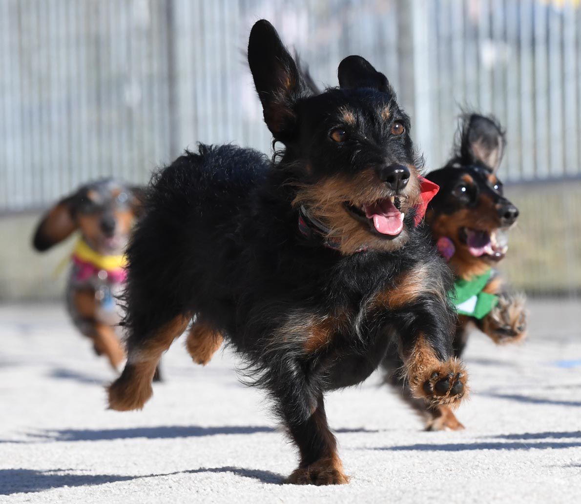 Weiner Fest 2017 43.jpg